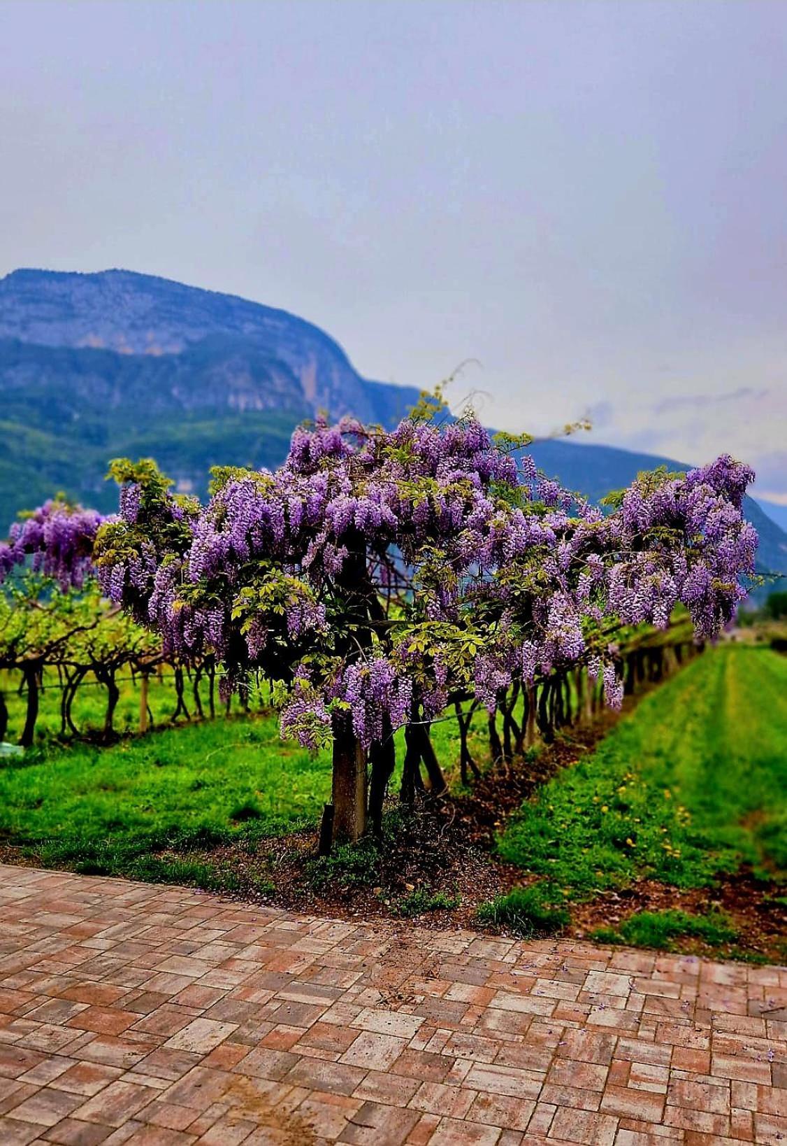 Antico Fienile Agritur Villa Mezzocorona Exterior foto