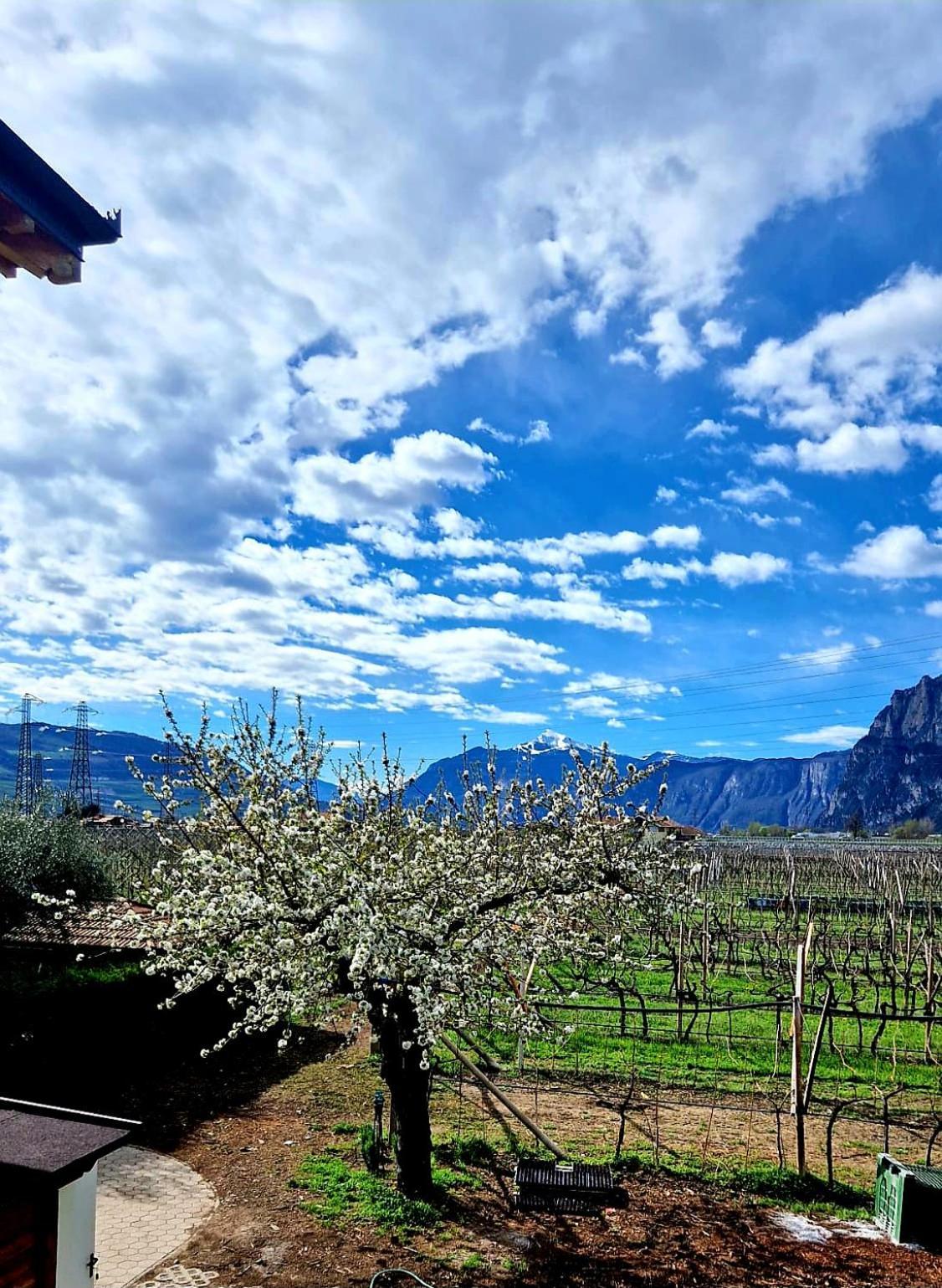 Antico Fienile Agritur Villa Mezzocorona Exterior foto